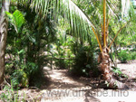 The natural finished garden of the Bungalow Bay