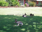 Kangaroos in front of the veranda of the farm
