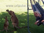 Simy during siesta with the kangaroos