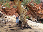 Simy in a canyon of the Mc Donnell Ranges