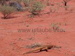 Desert saurians in the outback