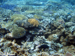 Colourful corals
