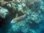 A reef shark of a length of approximately 2 metres, for the humans rather harmless