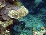 Corals and small plants