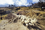 Cattle breeding at a height of almost 4000m under some icy summits of the Andes