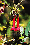 Cantuta buxifolia - the national flower of Peru that shines in a strong red