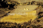 A golden yellow grain field at an altitude of 3800m on the way to the Palca Canyon