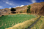 An irrigation canal enables the cultivation of farmland in this scarce area
