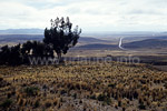 Scattered eucalyptus trees in the wideness of the Altiplano