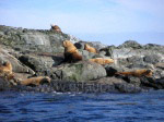 Rocky island inhabited by sea lions near Vancouver Island