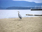 Wildlife in the big city's periphery: an egret looking at Vancouver's coastal mountains