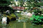 A Japanese bridge in the Japanese garden