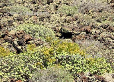 After thousands of years, ankle-high shrubs grow on a lava field