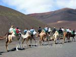With the camels through the National Park Timanfaya