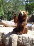 A waving bear in the zoo of the Casa de Campo