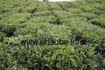 Tea-bushes in Bois Cheri