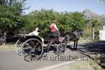 Trip with the horse-drawn carriage through the Domaine les Pailles