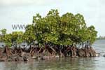 Mangroves cover a major part of the island shore.