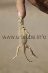 Sand diving lizard