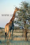Giraffe in the Kalahari