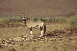 Oryx antilope