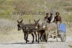 Damara with a donkey cart