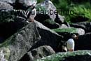 Puffins. With more than 50.000 breeding pairs, they form the biggest population group of the bird island Runde