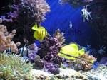 A colourful aquarium in the Aquaria Water World