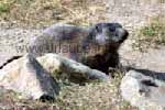 A marmot bear to Sunnegga